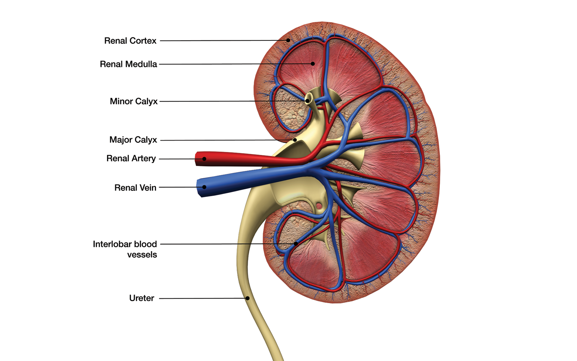 The Kidney – Our Underrated Organ