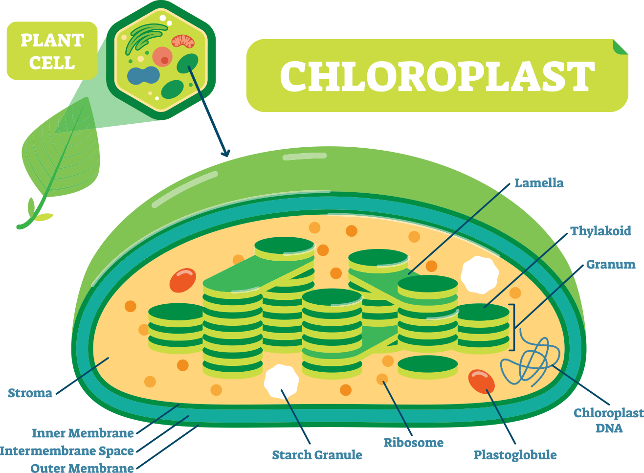 Photosystem 1 And 2 Diagram