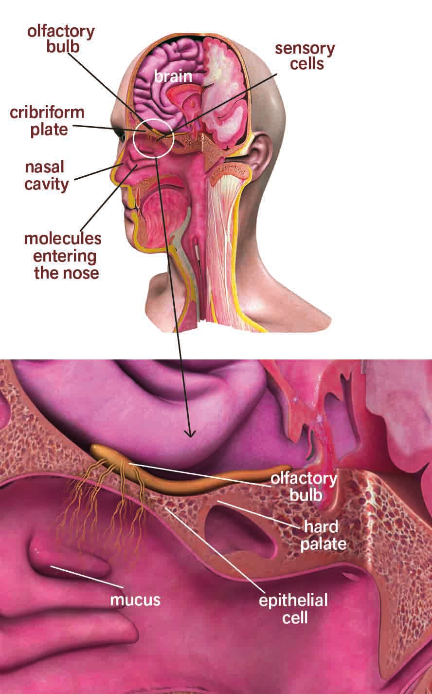 Figure 1: The magnificent design of the anatomy of the nose