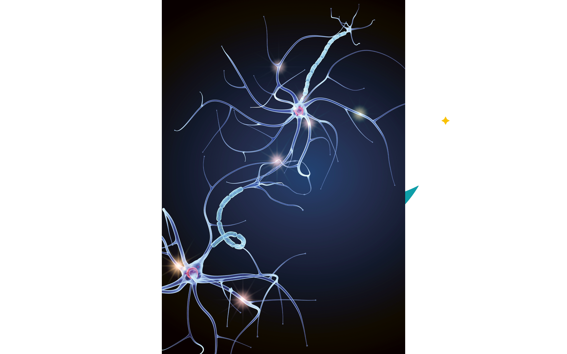 maintaining-the-brain-neurons-that-fire-together-wire-together-the