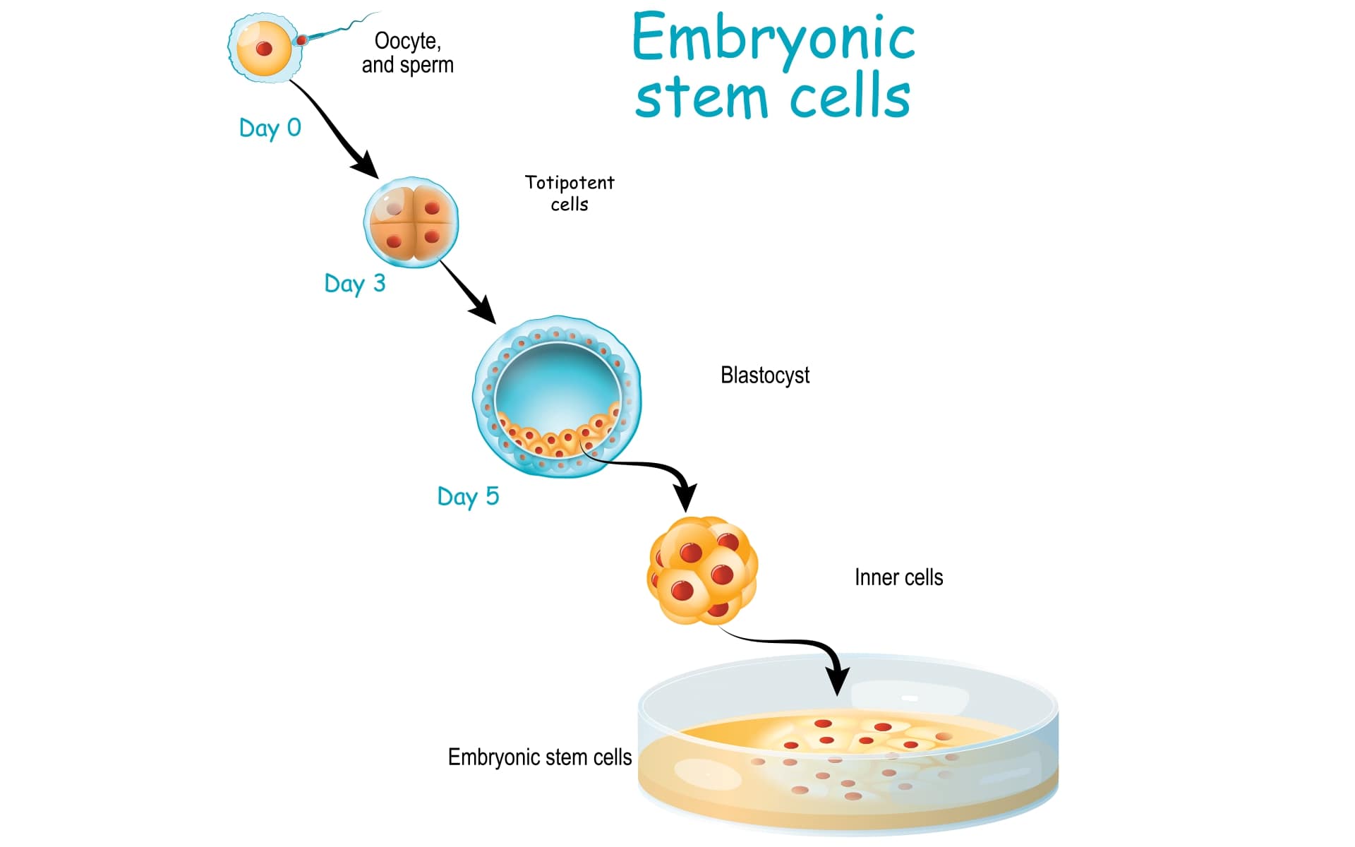 embryonic stem cells research papers