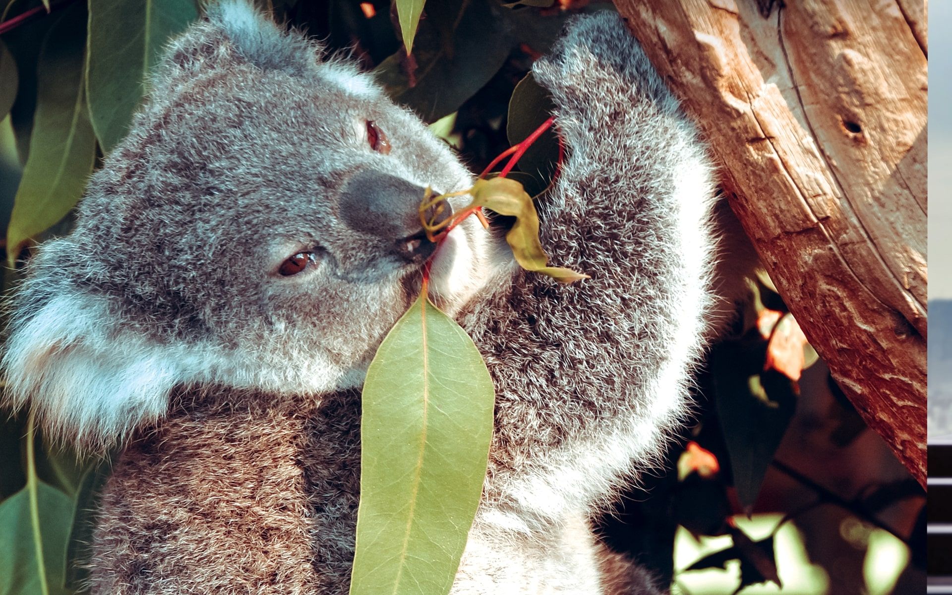 Koala: The Animal That Thrives Off of Poison