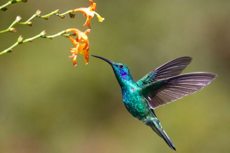 The Hummingbird: Small in Size, Great in Art