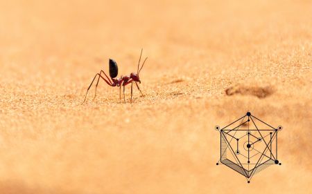 How Do Ants Know Trigonometry?
